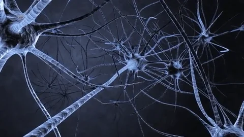 BiologicalNeuralNetworks